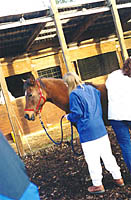 horse during massage